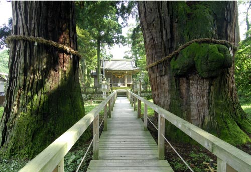 栢野大杉