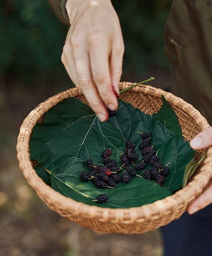 Tailored Tours Aavailable