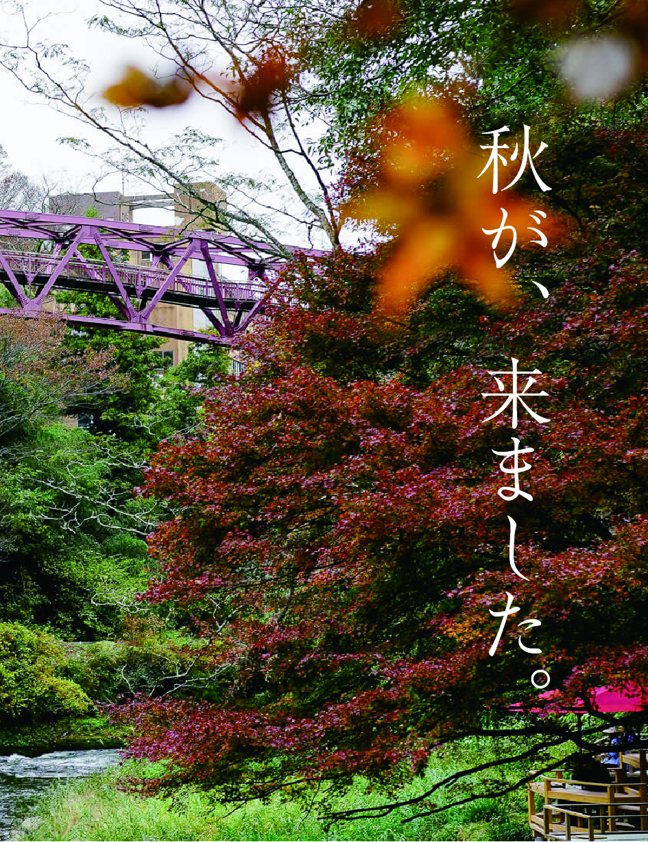 【一番の見頃！紅葉シーズンが始まります】